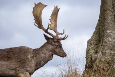 Phoenix Park'ta, Dublin benekli geyik