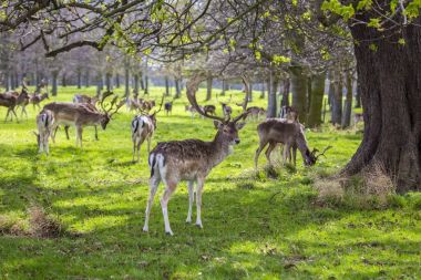 Phoenix Park'ta, Dublin benekli geyik