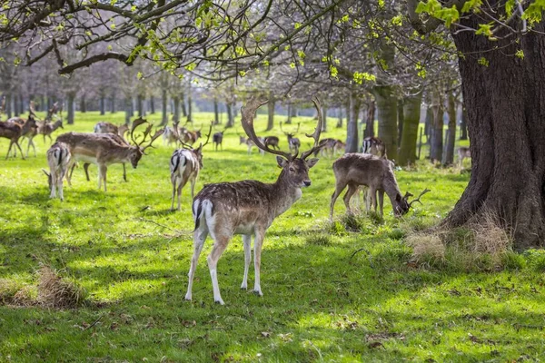 Phoenix Park'ta, Dublin benekli geyik