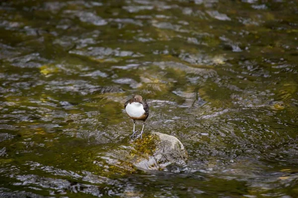 Łyżki (Cinclus cinclus) — Zdjęcie stockowe