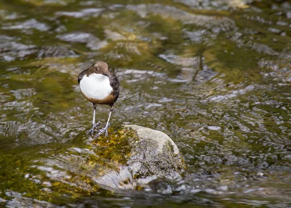 Dipper (Cinclus cinclus) — Stock Photo, Image