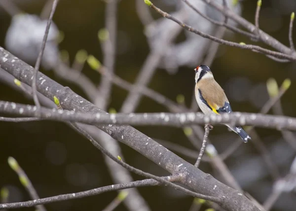 Pintassilgo (Carduelis carduelis) — Fotografia de Stock