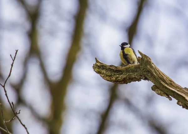 Grande tetta (Parus major ) — Foto Stock