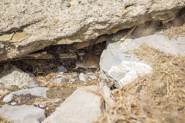 Ratto bruno (Rattus norvegicus ) — Foto Stock