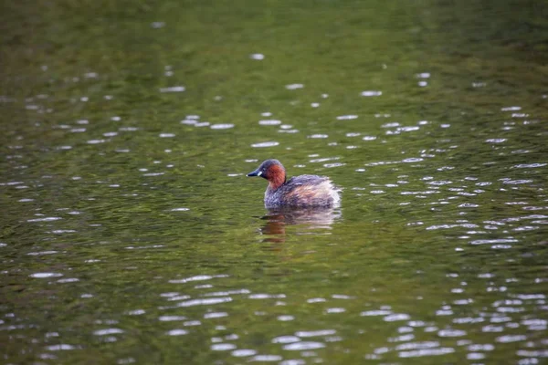 리틀 그레이브 (TachyBaptus ruficollis)) — 스톡 사진