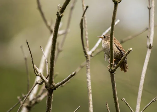 Wren (Troglodytidae) spatřen venku — Stock fotografie