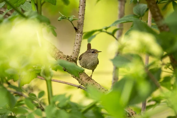 Wren (Troglodytidae) vista ao ar livre — Fotografia de Stock