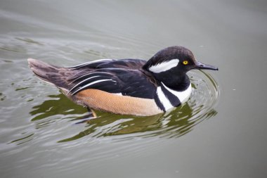 Kukuletalı Merganser (lophoditler guguk kuşu) 