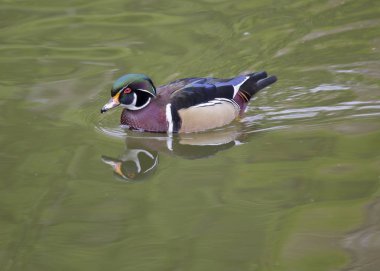 Ahşap ördek (AIX sponsa)