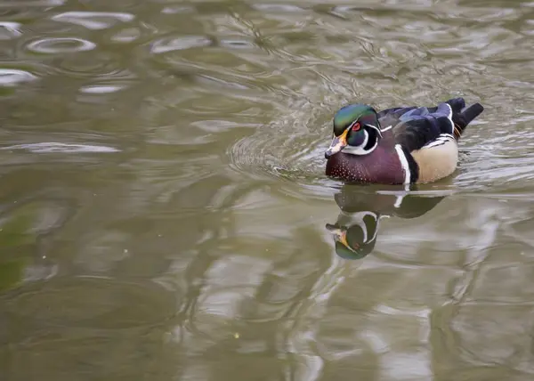 Wood Duck (Aix sponsa) — Stock Photo, Image