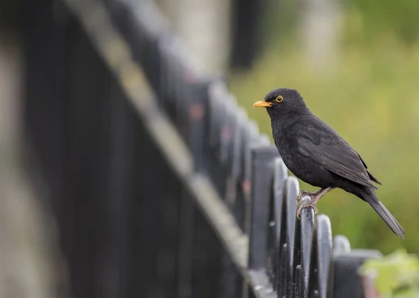 Czarniak (Turdus merula)) — Zdjęcie stockowe