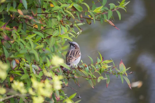 Bruant domestique (Passer domesticus) — Photo