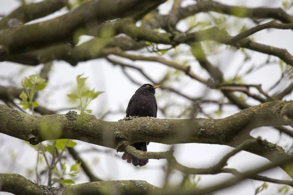 Blackbird (turdus merula ) — стокове фото