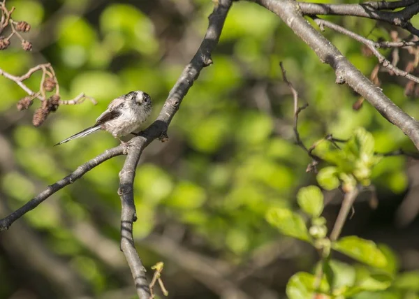 Peito de cauda longa (aegithalos caudatus ) — Fotografia de Stock