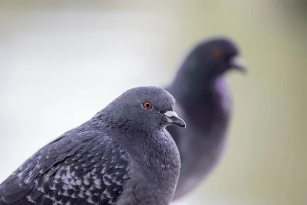 Domestic pigeon (Columba livia domestica) — Stock Photo, Image