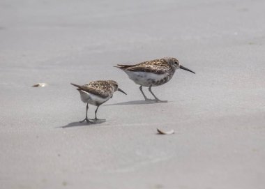 Dunlin (Calidris alpina)