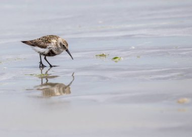 Dunlin (Calidris alpina)
