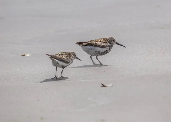 Bonte strandloper (Calidris alpina) — Stockfoto