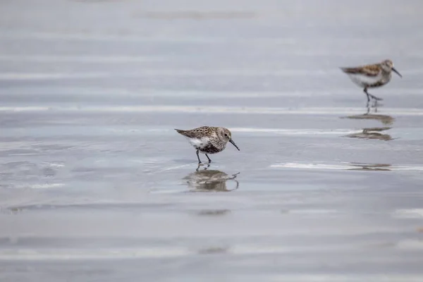 Bonte strandloper (Calidris alpina) — Stockfoto