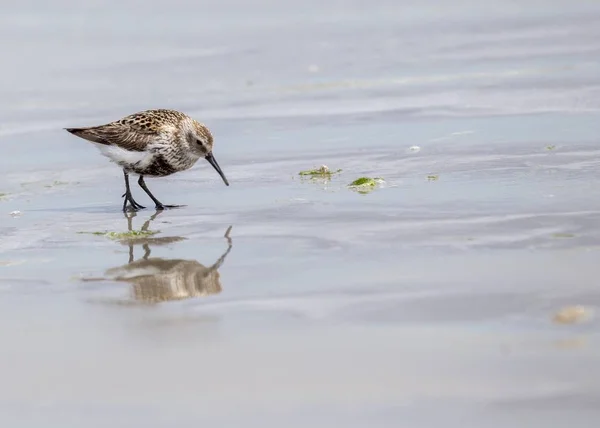 Alpenstrandläufer (calidris alpina)) — Stockfoto