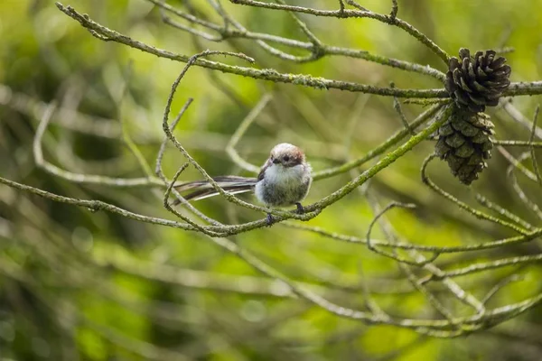 Tetta dalla coda lunga (aegithalos caudatus ) — Foto Stock