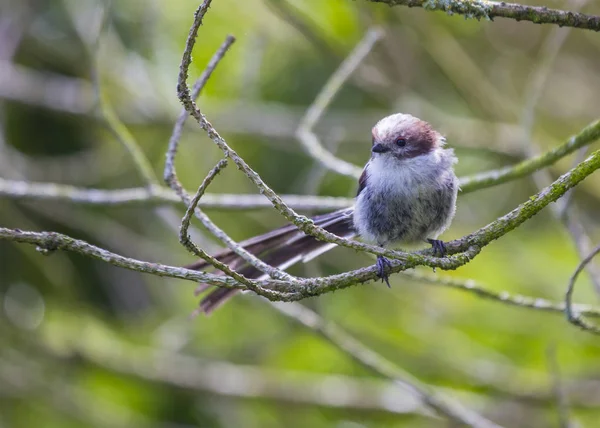 Długo tailed tit (aegithalos caudatus) — Zdjęcie stockowe