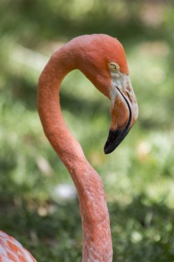 Şili Flamingo (Phoenicopterus chilensis)