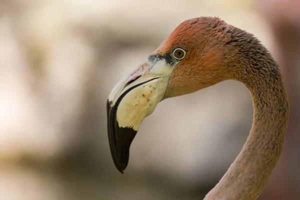 Flamingo chileno (Phoenicopterus chilensis ) — Fotografia de Stock