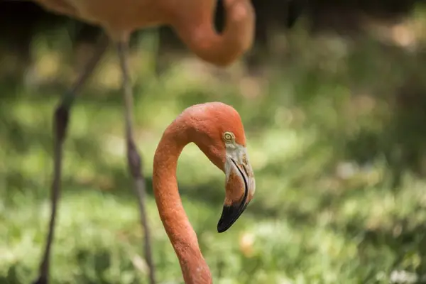 Chilei flamingó (Phoenicopterus chilensis) — Stock Fotó