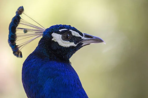 Голубая горошина (Pavo cristatus) ) — стоковое фото