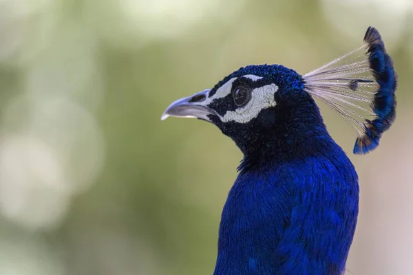 Blue Peafowl (Pavo cristatus) — Stock Photo, Image