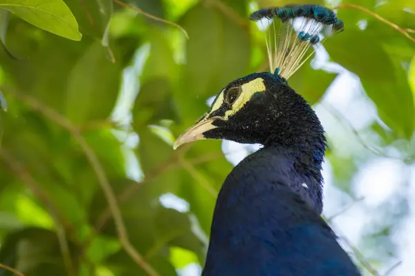 Blue Peafowl (Pavo cristatus) — Stock Photo, Image