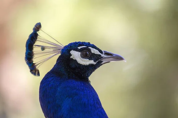 Peafowl azul (Pavo cristatus ) — Fotografia de Stock