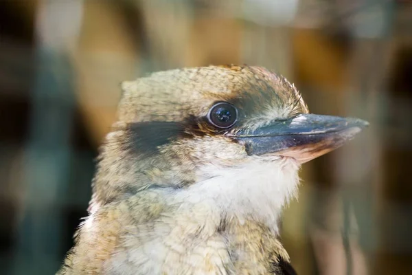 Smích kookaburra (Dacelo novaeguineae) — Stock fotografie