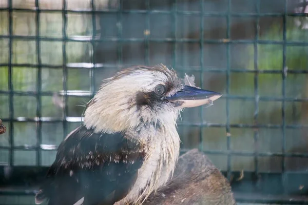 Smích kookaburra (Dacelo novaeguineae) — Stock fotografie