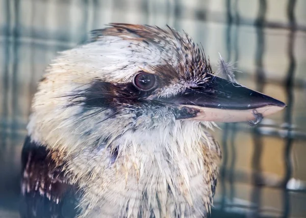 Riéndose kookaburra (Dacelo novaeguineae) —  Fotos de Stock