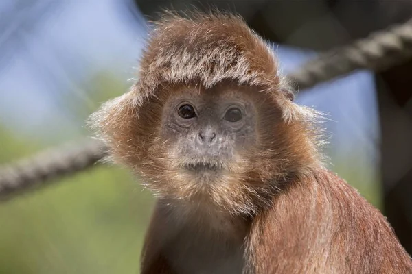 Jávský lutung (Trachypithecus auratus) — Stock fotografie