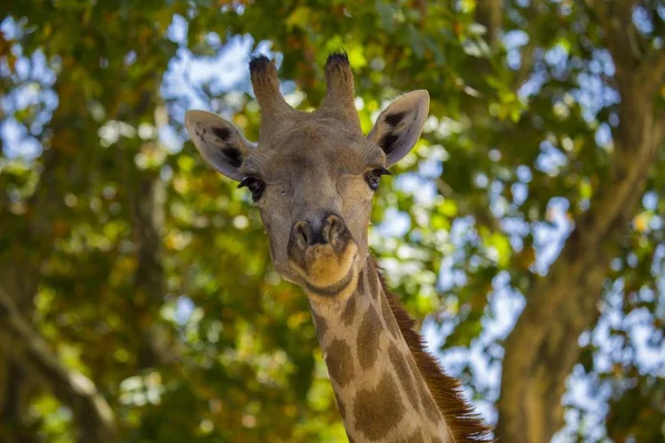 Жираф (Жираф) перед деревьями — стоковое фото