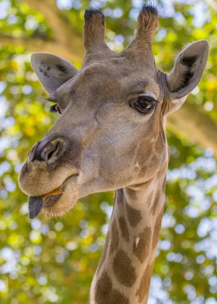 Giraffa (Giraffa) davanti agli alberi — Foto Stock