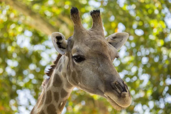 Giraffe (Giraffe) vor Bäumen — Stockfoto