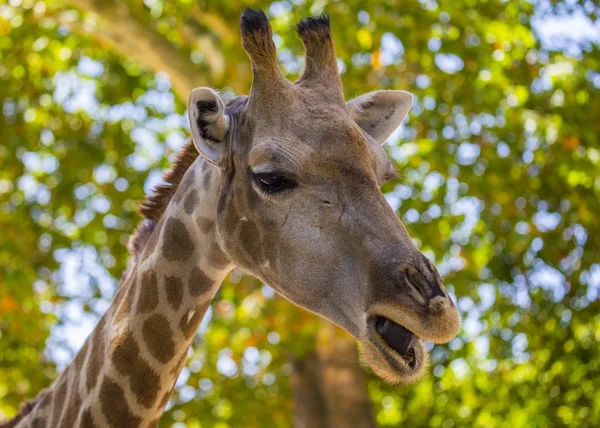 Girafe (Girafe) devant les arbres — Photo