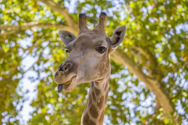 Giraffe (Giraffa) in front of trees — Stock Photo, Image
