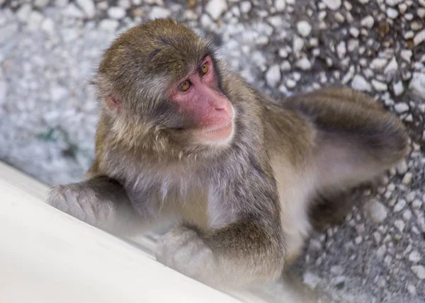 Macaco japonés (Macaca fuscata ) — Foto de Stock