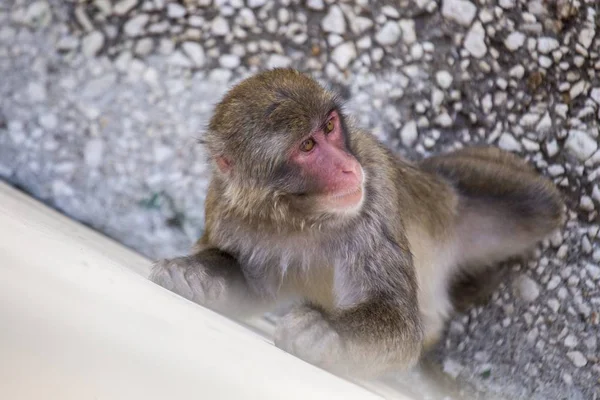 Macaco japonés (Macaca fuscata ) — Foto de Stock