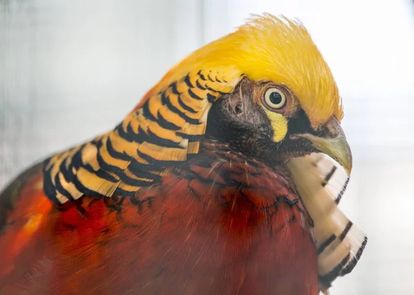 Bażant złocisty (Chrysolophus pictus)) — Zdjęcie stockowe