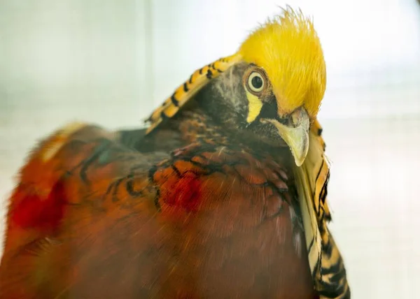 Fagiano d'oro (Chrysolophus pictus) — Foto Stock