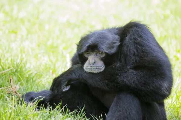 Siamang Gibbon (Symphalangus syndactylus) — Stock Photo, Image