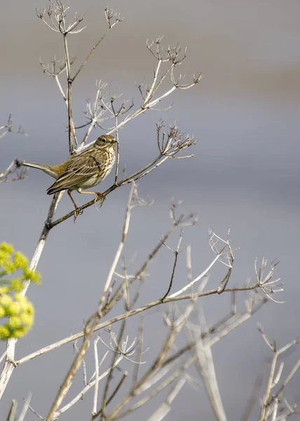 Meadow Pipit (Anthus pratensis) — Stock Photo, Image