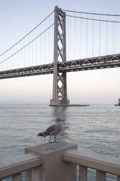 Fågeln framför Bay Bridge i San Francisco — Stockfoto