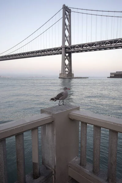 Uccello di fronte al Bay Bridge di San Francisco — Foto Stock